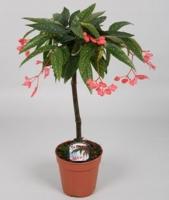 Бегония Тамая (Пятнистая бегония)