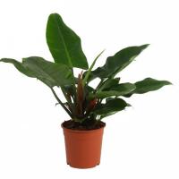 Филодендрон Империал Грин