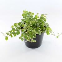 Фикус пумила Уайт Санни