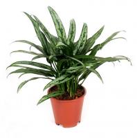 Аглаонема Кутласс