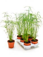 Циперус зонтичный  (очереднолистный, сыть)