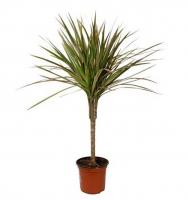 Драцена маргината Биколор (1 ствол)