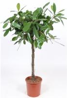 Фикус циатистипула штамб