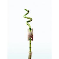 Драцена Сандериана Лаки Бамбук спираль