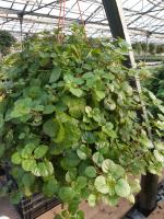 Плектрантус микс