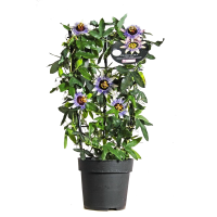 Пассифлора Микс