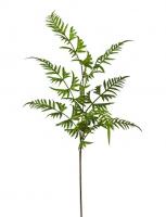 Птерис ветка