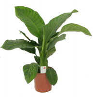 Диффенбахия Биг Бен