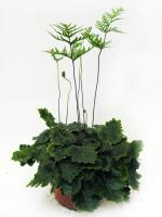 Дориоптерис Кордата