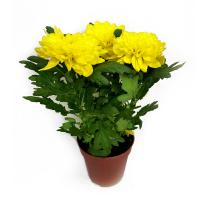 Хризантема Зембла микс