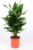 Драцена фрагранс Джанет Линд разветвленная