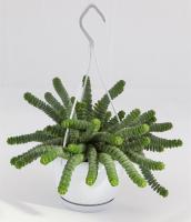 Крассула Хоттентот