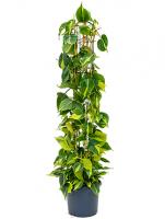 Филодендрон Бразил на решетке