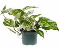 Эпипремнум Ауреум Марбл Квин