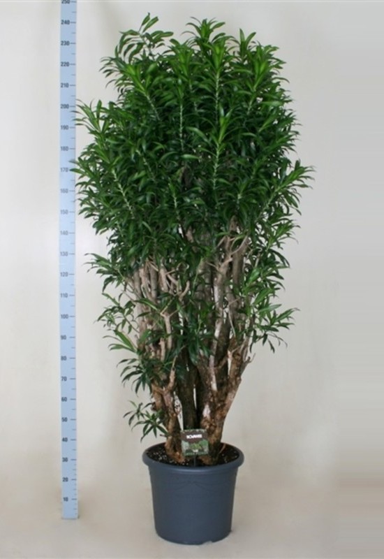 Пересадка от 181 до 200 см