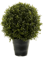 Самшит шар в кашпо