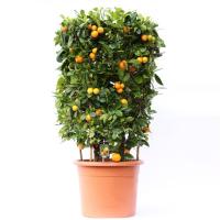 Цитрофортунелла Каламондин цилиндр