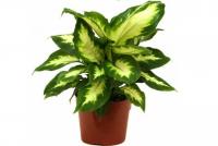 Диффенбахия Камилла