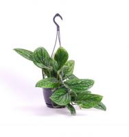 Эпипремнум Ауреум Марбл Планет