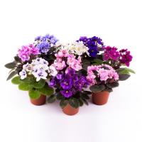 Фиалка микс / Сенполия