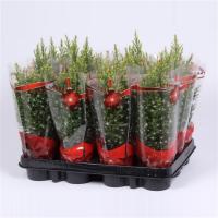 Кипарисовик в праздничной упаковке