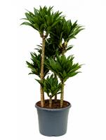 Драцена фрагранс Компакта карусель