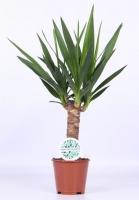 Юкка 1 ствол