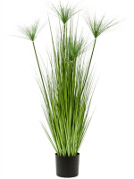 Циперус Гаспан в кашпо