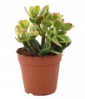 Крассула Сансет