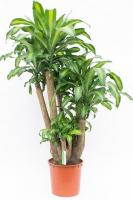 Драцена фрагранс Массанжеана Вертак