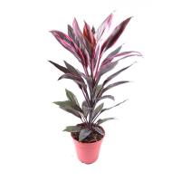 Кордилина Танго