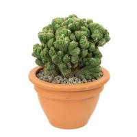 Цереус перуанский монстрозус