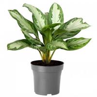 Аглаонема Сильвер Бэй