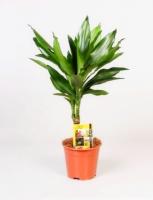 Драцена фрагранс Джанет Линд