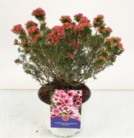 Хамелациум Сноу Флейк