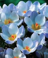 КРОКУС BLUE PEARL 15шт