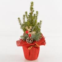 Ель Глаука Коника в праздничной упаковке