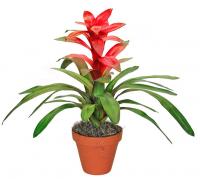 Гусмания Минор Рондо