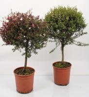 Лептоспермум (Манука)