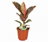 Фикус Эластика Белиз