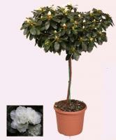 Азалия микс на штамбе (Рододендрон)