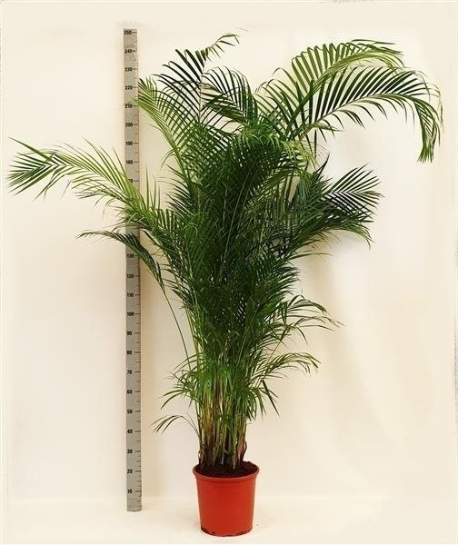 Пересадка от 201 см