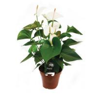 Антуриум Андре Бианко Белый