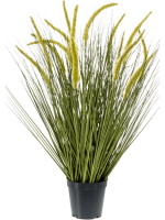 Рогоз трава в кашпо 