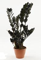 Замиокулькас Равен