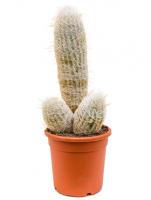 Кактус Эспостоа