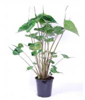 Алоказия Стингрей