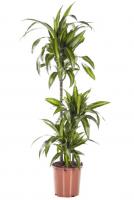 Драцена фрагранс Гавайская (3 ствола)