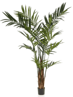 Ховея в кашпо 