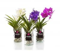 Орхидея в колбе Ванда